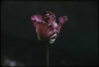 Tulipe Rembrandt