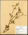 Ranunculus Sceleratus, famille des Renonculacées, plante prélevée à Grandvilliers (Oise, France), zone de récolte non précisée, en juin 1969