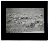 Moutons route de Lamotte-Brebière s (Somme)