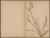Avena Flavescens, plante prélevée à Cagny (Somme, France), sur les coteaux de la route, 20 juin 1889