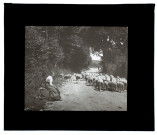 Moutons à Blangy-sous-Poix - juin 1913