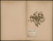 Melilotus Officinalis, plante prélevée à Dreuil (Somme, France), dans les prairies, 16 juillet 1888