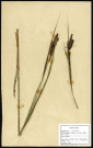 Carex paludosa Good. (Laîche des marais), famille des Cypéracées, plante prélevée à Boves (Somme, France), à l'étang Saint-Ladre, dans l'eau, en mai 1969