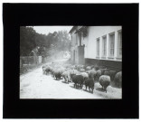 Moutons à Bergicourt -septembre 1913