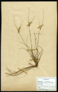 Juncus Tenuis Willd, famille des Joncacées, plante prélevée à Sorrus (Pas-de-Calais), zone de récolte non précisée, en juin 1969