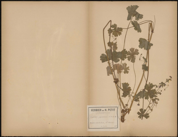 Geranium Pyrenaicum (L. Mant.), plante prélevée à Aistersheim, Haute Autriche, 6 juin 1888