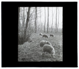 Moutons dans les marais de Picquigny - mai 1903