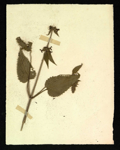 Lamium album (Ortie blanche), famille des Labiées, plante prélevée à Poix-de-Picardie, 1950