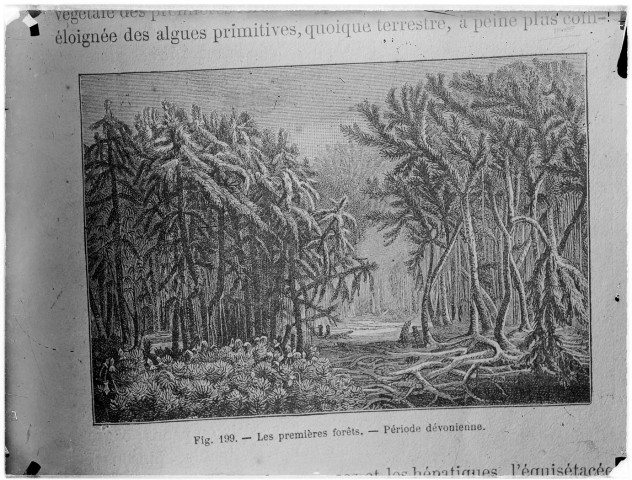 Fig. 199. - Les premières forêts - Période dévonienne