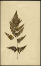 Polystichum spinulosum, famille non identifée, plante prélevée [à localiser], zone de récolte non précisée, en 1969