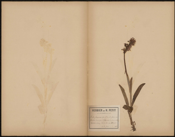 Orchis Facquinie, plante prélevée à Dury (Somme, France), en lisière du bois de Dury près d'Hébécourt, 12 juin 1888