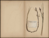 Carex Paludosa, plante prélevée à Athies (Somme, France), dans la tourbière Noé, 18 avril 1888