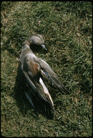 [Oiseau mort]