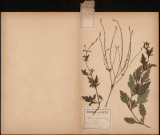 Verbena Officinalis- Verveine, plante prélevée à Amiens (Somme, France), à La Neuville-lès-Amiens, 14 août 1888