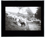 Moutons à Villers-Bocage - août 1911