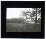 Camiers près du lac - octobre 1910