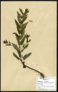 Scutellaria Galericulata, famille des Labiées, plante prélevée à Cottenchy (Somme, France), au Paraclet, en juin 1969