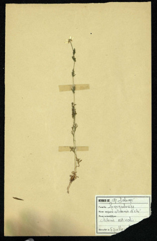 Adomis aestivalis (Adomis d'été), famille des Renonculacées, plante prélevée à Dromesnil, 8 juin 1938