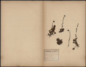Globularia Vulgaris - Globulaire, plante prélevée à Grandrû (Oise, France) et à Cagny (Somme, France), à la Montagne (Grandrû) et sur le coteau de la Grande Remise (Cagny), 12 mai 1888 - 20 mai 1889