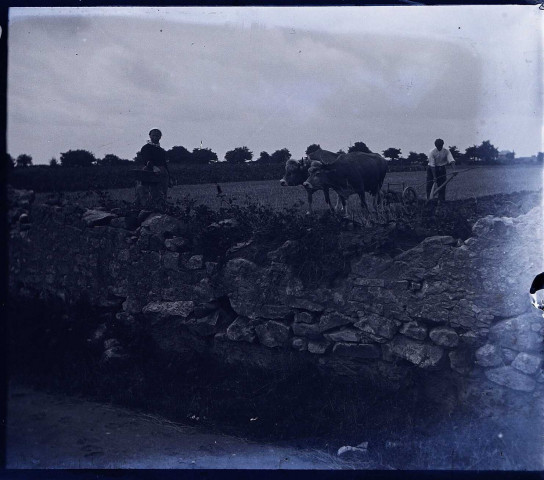 Environs du Crotoy (Somme). Labour : un paysan guide un soc tiré par deux bœufs