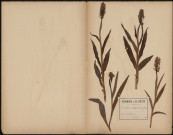 Orchis Latifolia, plante prélevée à Athies (Somme, France), n.c., 6 juin 1888