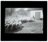 Troupeau de moutons à Vers - 1903