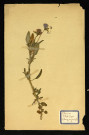 Viola tricolor (Violette pensée), famille des Violariées, plante prélevée à Dromesnil (Champ), 11 juin 1938
