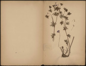 Geranium Sanguineum, plante prélevée à La Ferté-Alais (Essonne, France), n.c., 1er juillet 1891