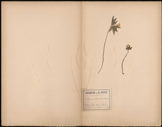 Anémone Ranunculoides, plante prélevée à Guise (Aisne, France), dans les prairies ombragées. Legit : Charles Copineau à Saint-Mihiel (Meuse), le 13 mai 1888, 10 avril 1889