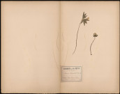 Anémone Ranunculoides, plante prélevée à Guise (Aisne, France), dans les prairies ombragées. Legit : Charles Copineau à Saint-Mihiel (Meuse), le 13 mai 1888, 10 avril 1889