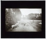 Moutons Famechon-sur-Poix - août 1911