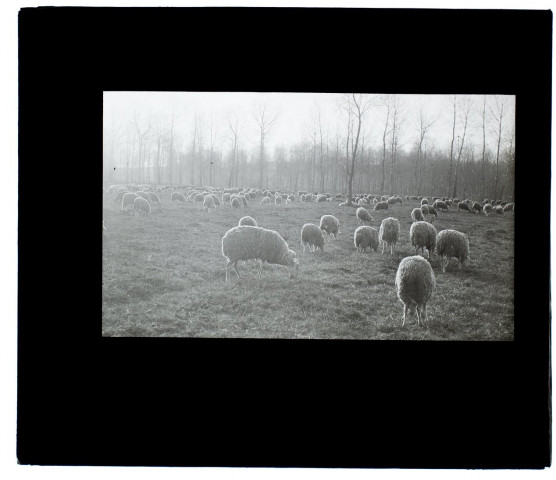 Troupeau de moutons - marais de Longueau avril 1905