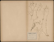 Stellaria Graminea, plante prélevée à Lucheux (Somme, France), dans la forêt, 6 juin 1889