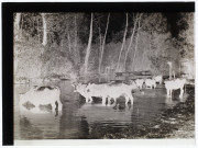 Vaches - mare à Becquigny - mai 1905