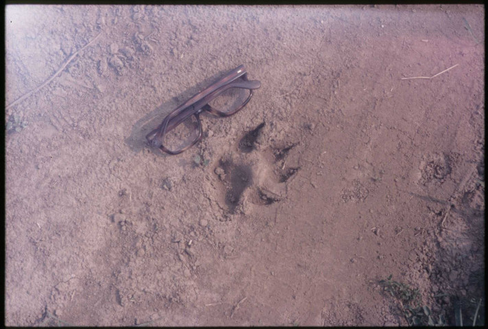 [Empreintes laissées par une panthère]