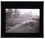 Moutons à La Chaussée-Tirancourt avril