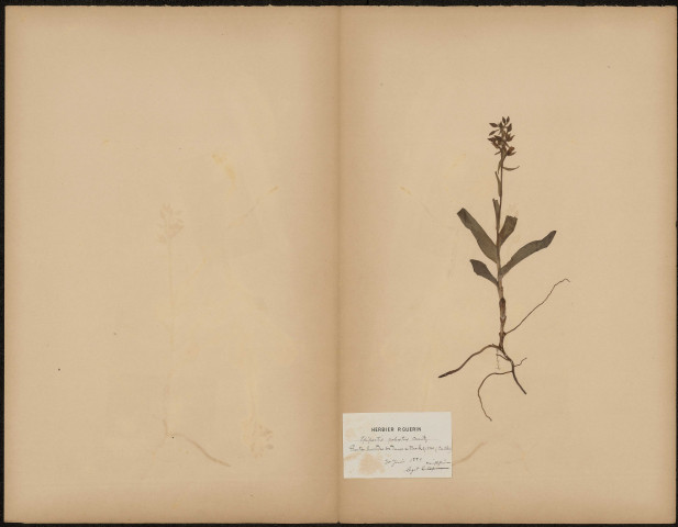Epipactis Palustris Crantz (Legit Mouillefarine), plante prélevée à Berck (Pas-de-Calais, France), dans les parties humides des dunes de Berck-sur-Mer, Herbier P. Guérin, 30 juin 1889