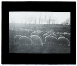 Troupeau de moutons marais de - Longueau