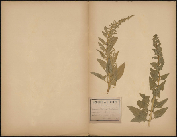 Spinacia Oleracea - Epinard commun, plante prélevée à Hermes (Oise, France), dans un jardin, 10 août 1889