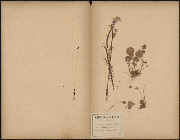 Cardamine Pratensis, Variété Latifolia, plante prélevée à Longuevillette (Somme, France), dans le bois, 26 avril 1889