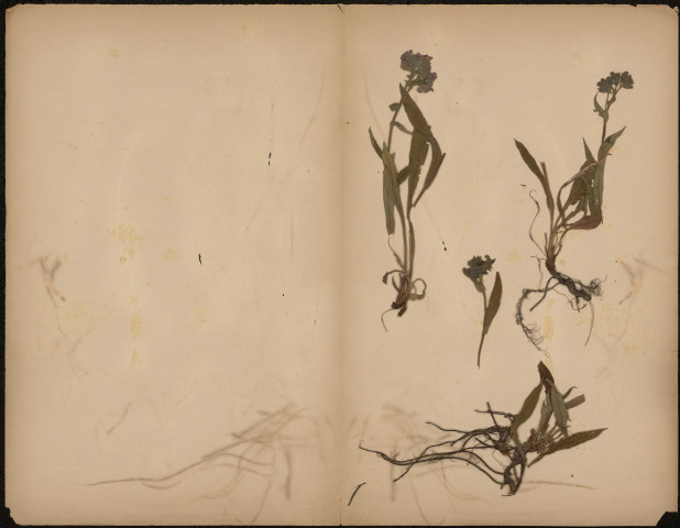 A identifier, plante prélevée à [Lieu inconnu], n.c., [1889-1891]