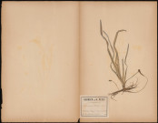 Damasonium Stellatum (Rich), plante prélevée dans l'étang de Saint-Quentin situé sur les communes de Trappes-en-Yvelines et de Montigny-le-Bretonneux , 14 juillet 1888
