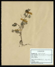 Ranunculus var trichophyllos Chaix, famille des Renonculacées, plante prélevée à La Chaussée-Tirancourt (Somme, France), au Camp César, en mai 1969
