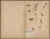 Malachium Aquaticum, plante prélevée à Athies (Somme, France), dans les fossés humides du bois, 14 juin 1888