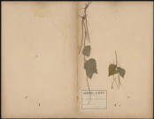 Sisymbrium Alliaria (Scop. Caron), plante prélevée à Amiens (Somme, France), à Renancourt, 6 juillet 1888