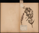 Lythrum Salicaria (L.Sp.) Salicaire, plante prélevée à Glisy (Somme, France), dans les marécages, 12 juillet 1888
