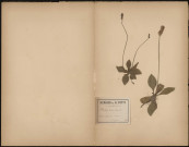 Plantago Media, plante prélevée à Querrieux (Somme, France), sur un chemin, 12 juin 1889