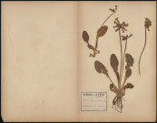 Primula Elatior, plante prélevée à Terramesnil (Somme, France)et à Doullens (Somme, France), entre Hamencourt et Terramesnil, 15 avril 1889