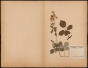 Rubus Tomentosus (Borck in Willd) (L.Sp.), prélevée à Wissembourg (Bas-Rhin, France), n.c., [1888-1889]