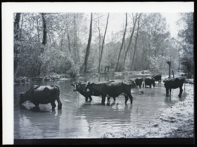 Vaches - mare à Becquigny - mai 1905